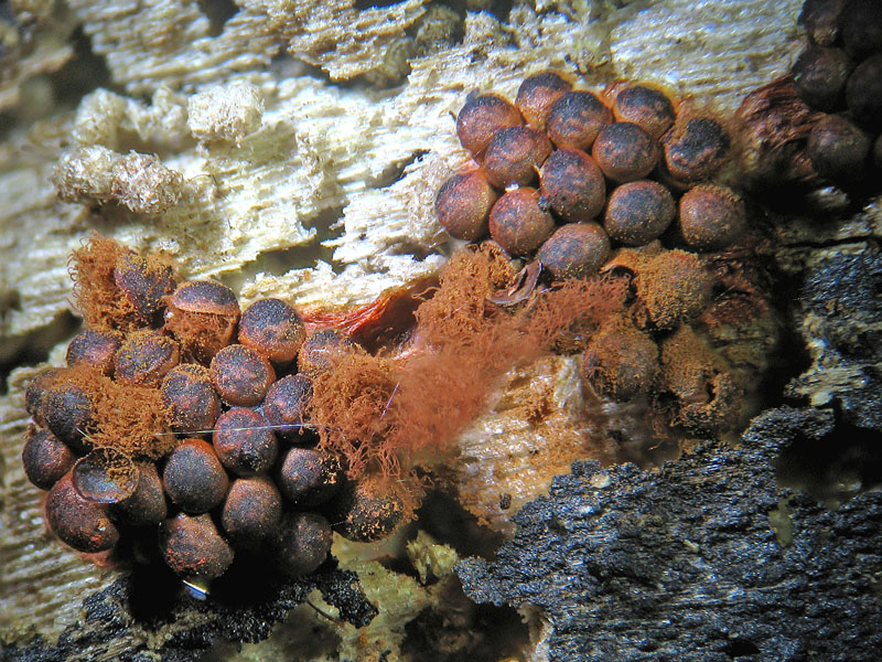 Metatrichia vesparium
